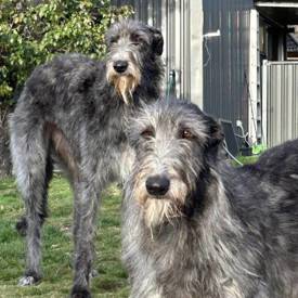 Mel From Canberra 550X550