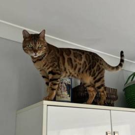 Peter Original Dry Cat Food Chicken