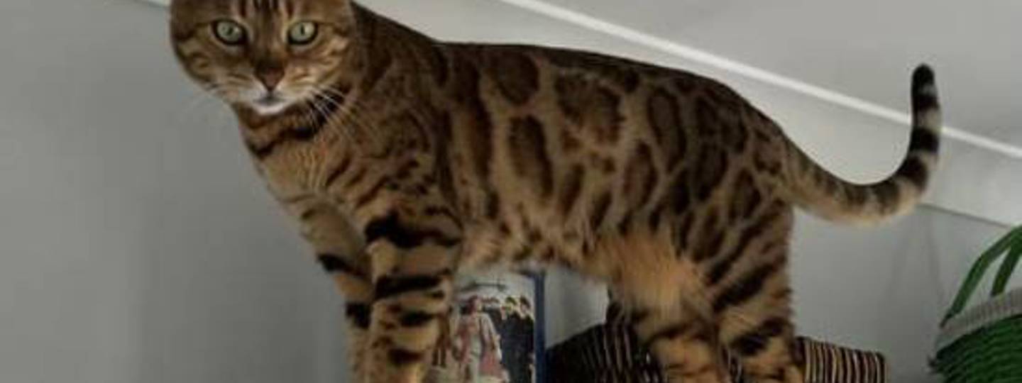 Peter Original Dry Cat Food Chicken background image