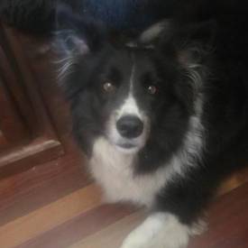 Michael Freeze Dried Beef 550X550