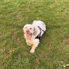 Taniwha Air Dried Beef Mackerel