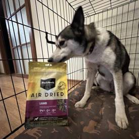 Sheena Siberian Husky Breeder From Melbourne 550X550