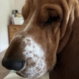 Liz Dry Sensitive Skin & Gut 550X550