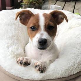 Jodie Freeze Dried Kangaroo 550X550