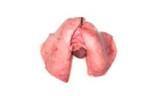 Lamb Lung 245X147