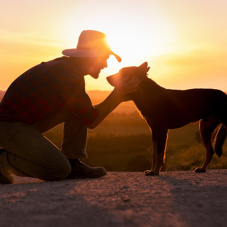 Working Dog Sunset 2000X715