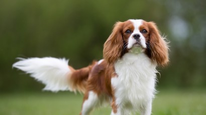 Nutrition Tips For Small Breed Dogs 2140X1200